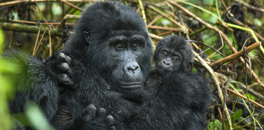 Safari Packing list for Gorilla Tracking in Bwindi