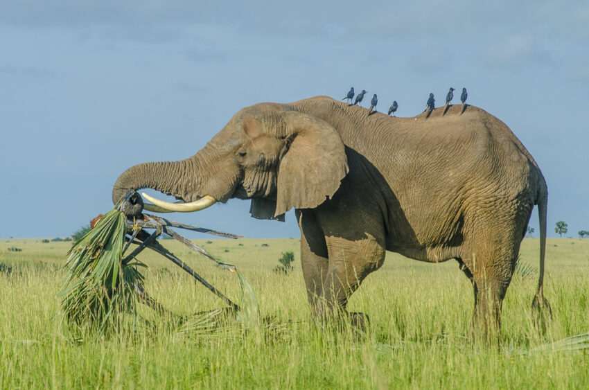 Elephant eating in Murchison Falls National Park