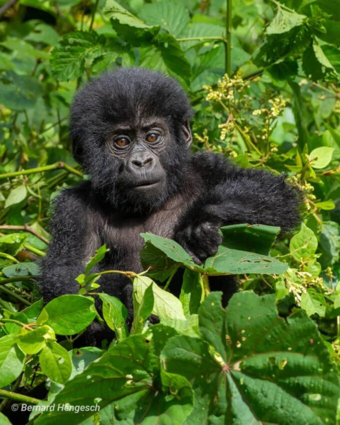 Baby Gorilla